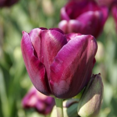 Tulipa 'Music' Tulipa 'Music'