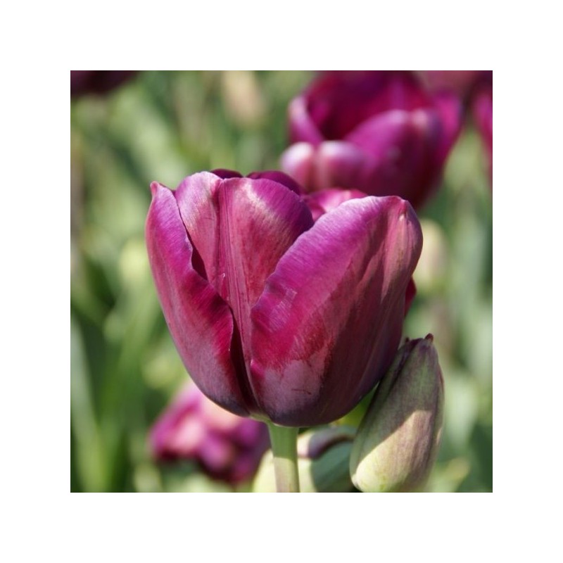 Tulipa 'Music' Tulipa 'Music'