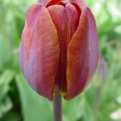 Tulipa 'James Wild'