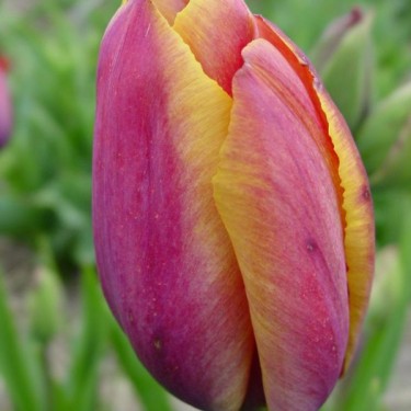 Tulipa 'Je Maintiendrai' Tulipa 'Je Maintiendrai'