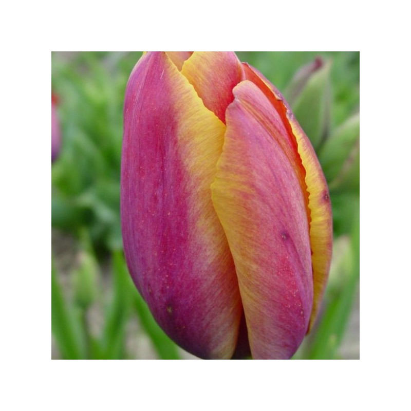 Tulipa 'Je Maintiendrai' Tulipa 'Je Maintiendrai'