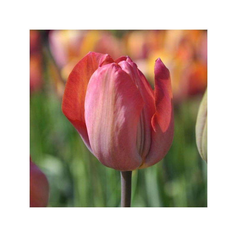 Tulipa 'Jupiter'