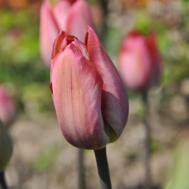 Tulipa 'Jupiter'