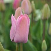 Tulipa 'La joyeuse'