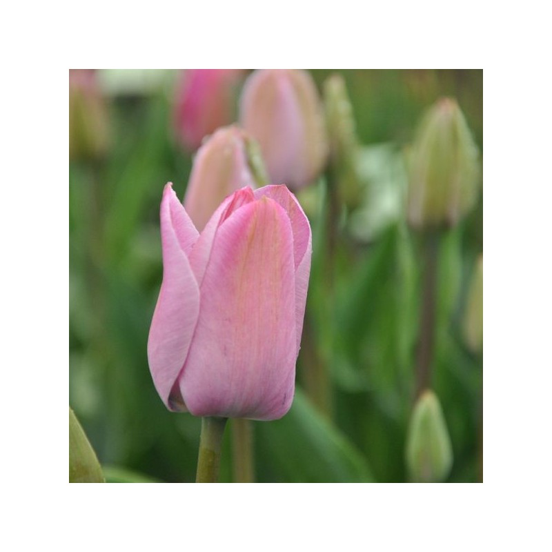 Tulipa 'La joyeuse' Tulipa 'La joyeuse'