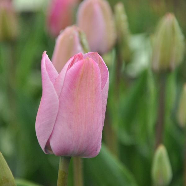 Tulipa 'La joyeuse'