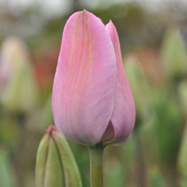 Tulipa 'La joyeuse' Tulipa 'La joyeuse'