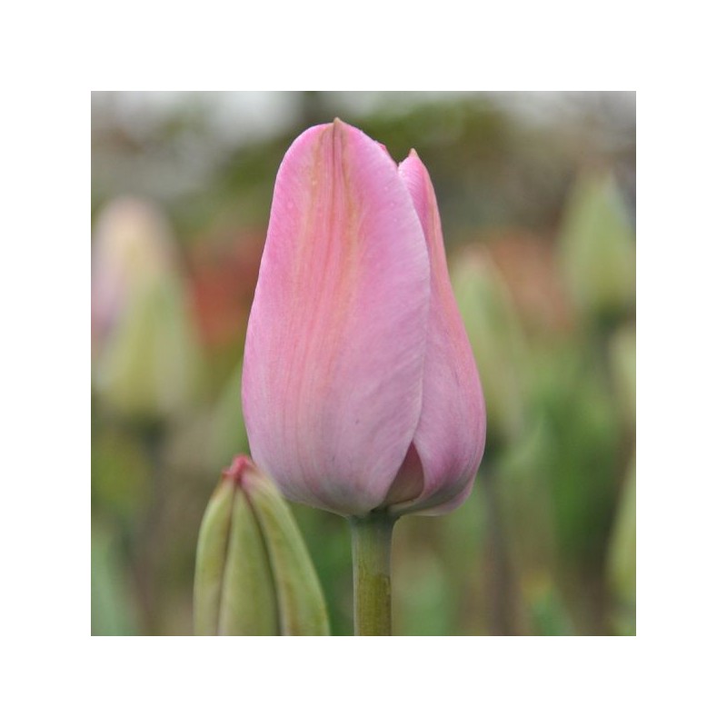 Tulipa 'La joyeuse' Tulipa 'La joyeuse'
