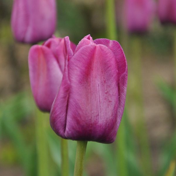 Tulipa 'Le Harpe'