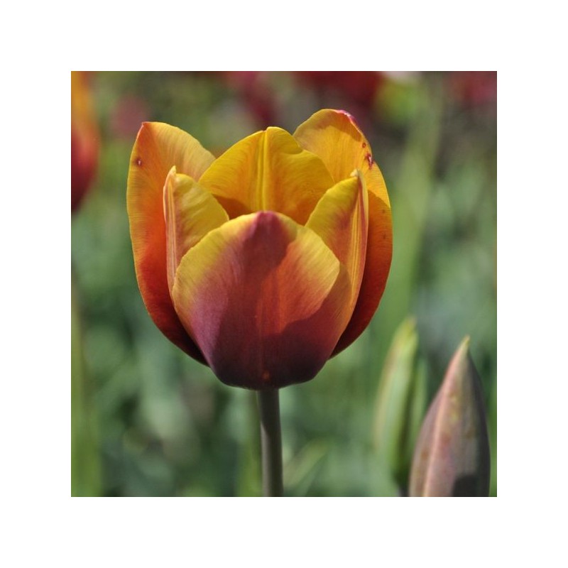 Tulipa 'Old Times' Tulipa 'Old Times'