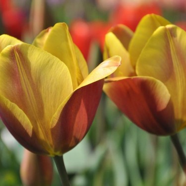 Tulipa 'Old Times' Tulipa 'Old Times'