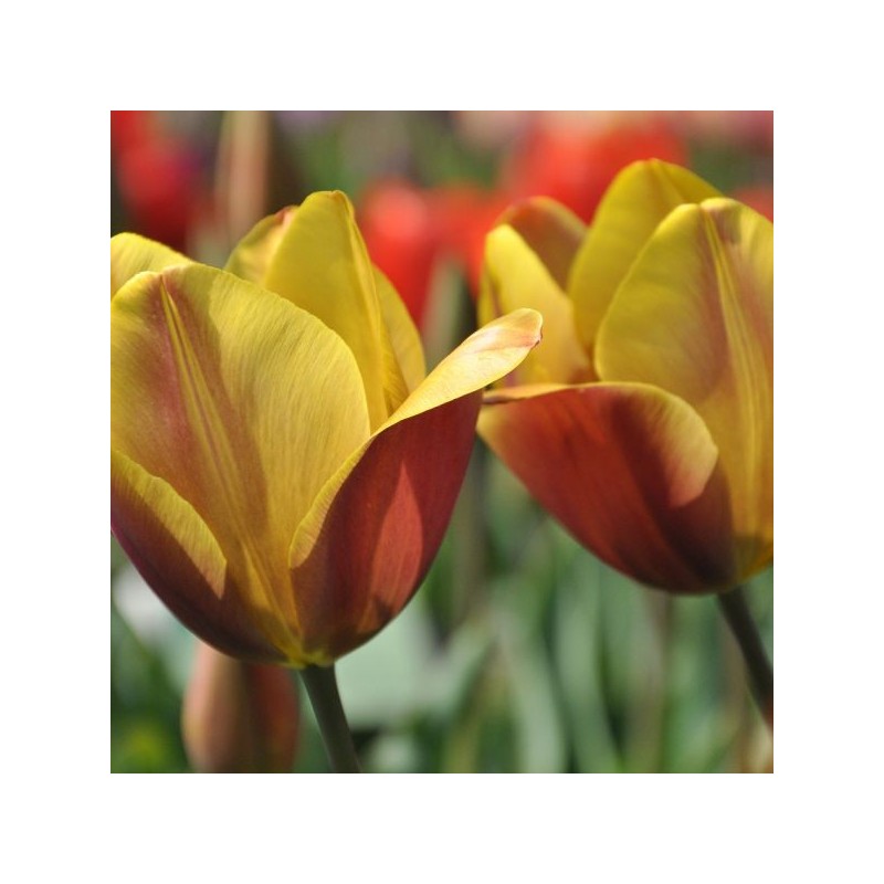 Tulipa 'Old Times' Tulipa 'Old Times'