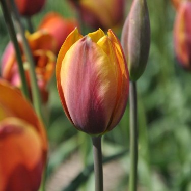 Tulipa 'Old Times' Tulipa 'Old Times'