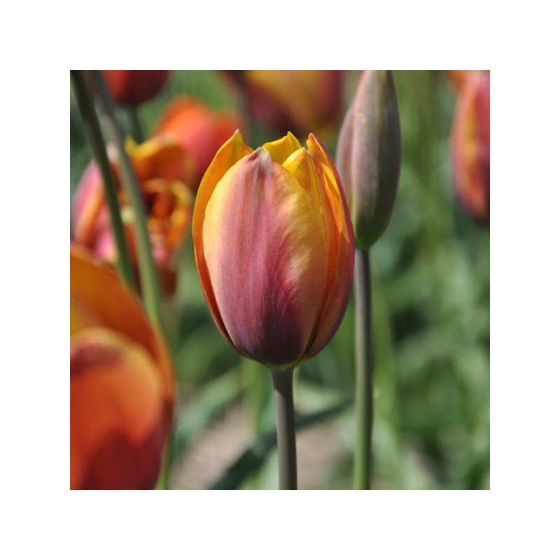 Tulipa 'Old Times' Tulipa 'Old Times'
