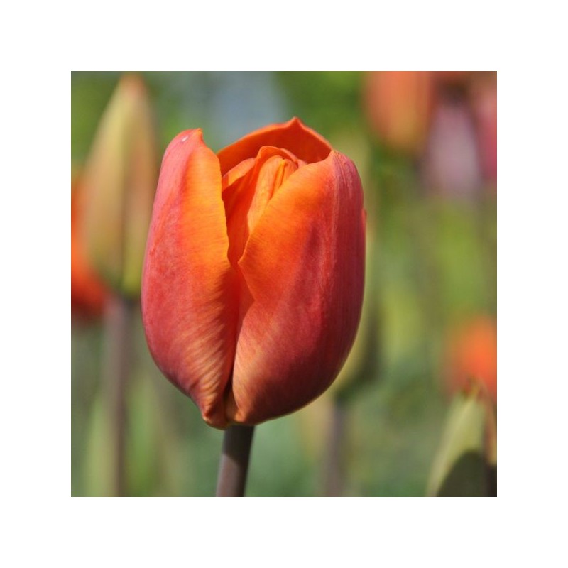 Tulipa 'Orange Beauty'