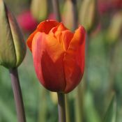 Tulipa 'Orange Beauty'