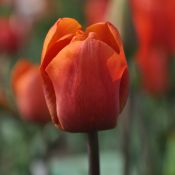 Tulipa 'Orange Beauty'