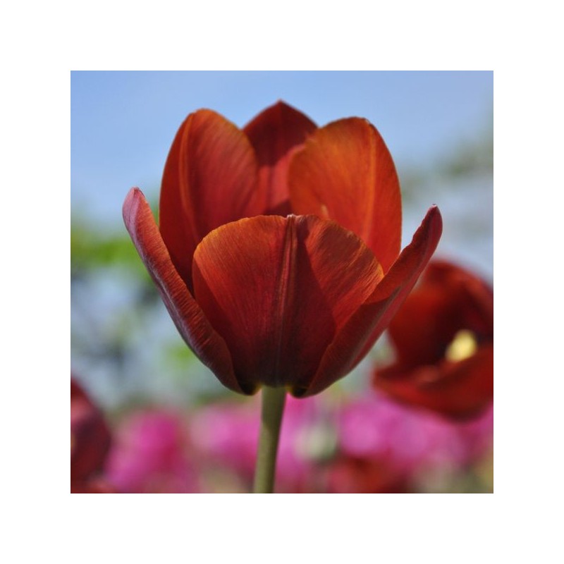 Tulipa 'Prince of Wales' Tulipa 'Prince of Wales'