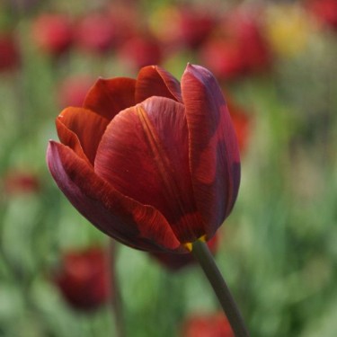 Tulipa 'Prince of Wales' Tulipa 'Prince of Wales'