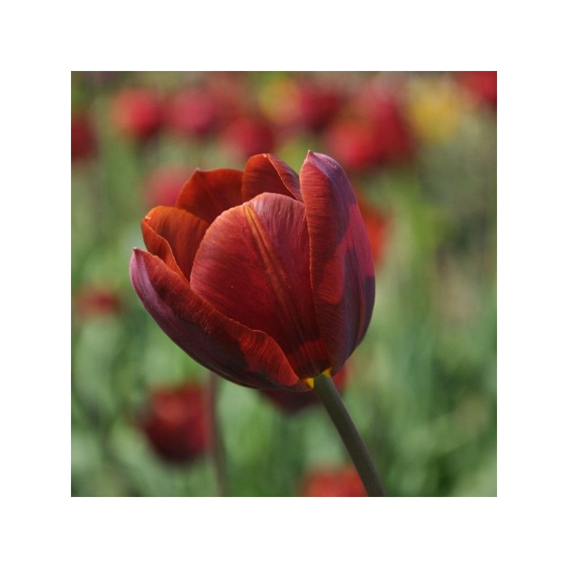 Tulipa 'Prince of Wales' Tulipa 'Prince of Wales'