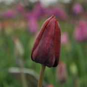 Tulipa 'Prince of Wales'