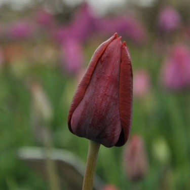 Tulipa 'Prince of Wales' Tulipa 'Prince of Wales'