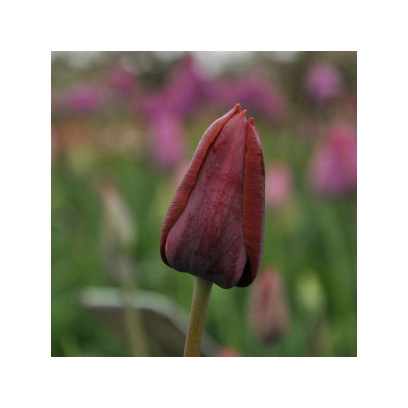 Tulipa 'Prince of Wales' Tulipa 'Prince of Wales'