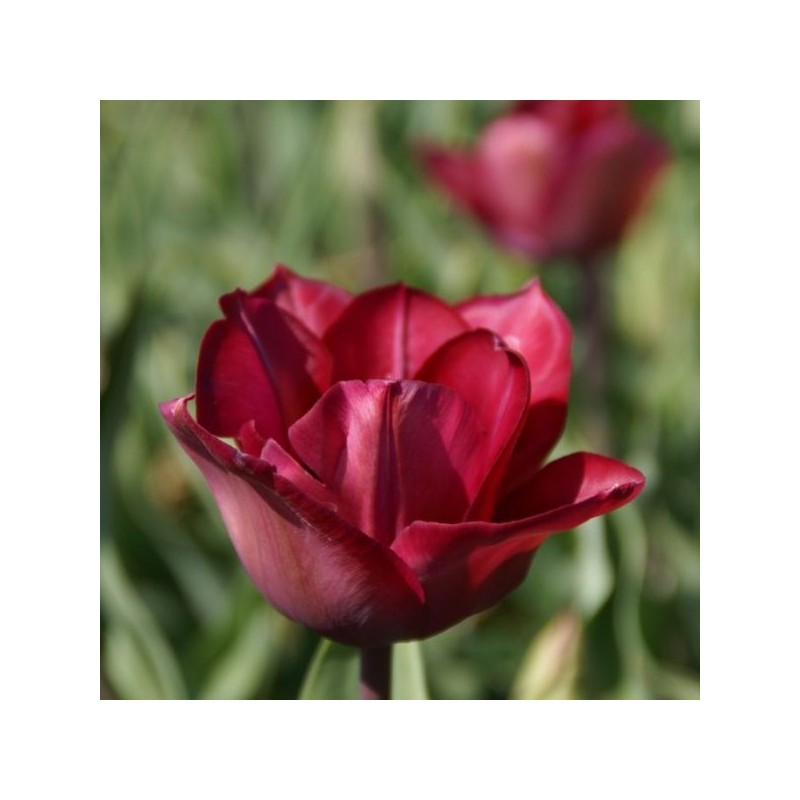 Tulipa 'Professor Schotel'