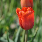 Tulipa 'Simon Bolivar'