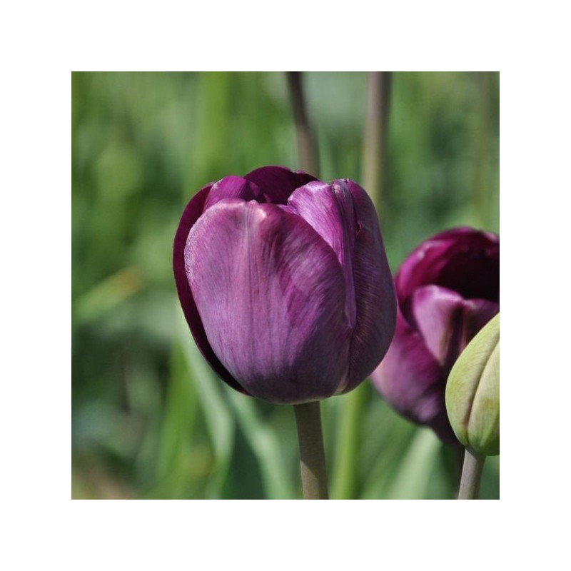 Tulipa 'Talisman' Tulipa 'Talisman'