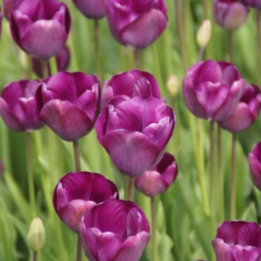 Tulipa 'Talisman' Tulipa 'Talisman'