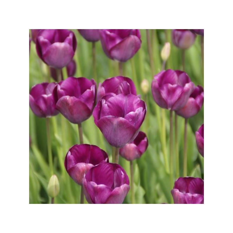 Tulipa 'Talisman' Tulipa 'Talisman'