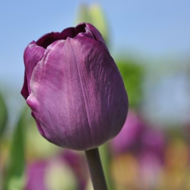 Tulipa 'Talisman' Tulipa 'Talisman'