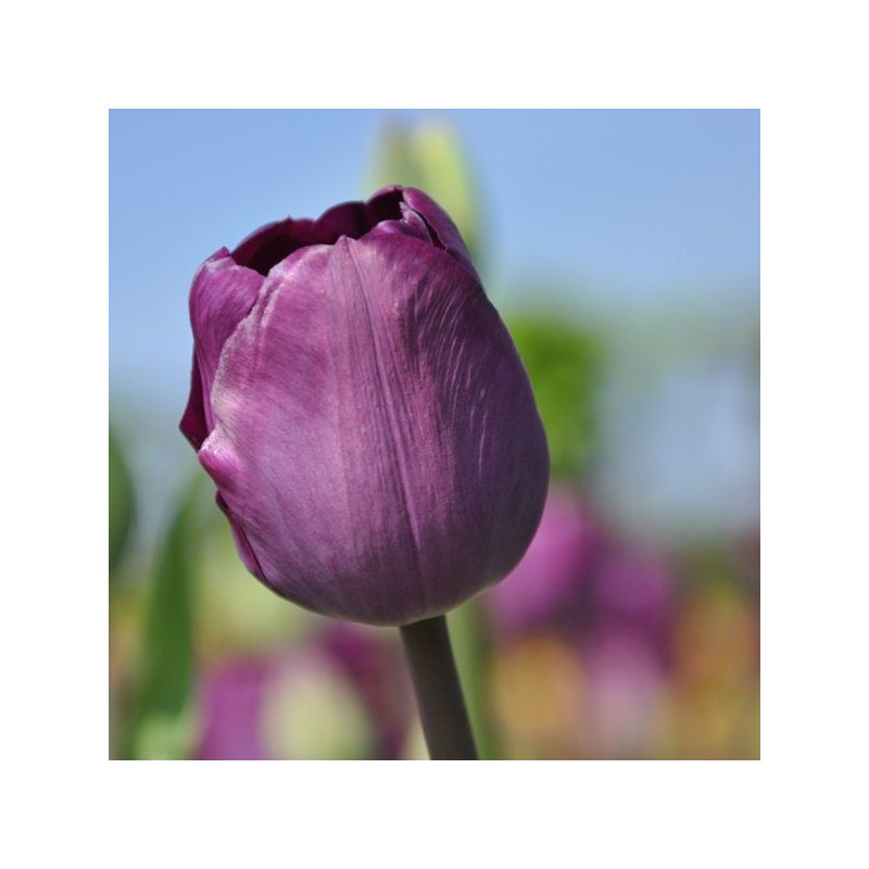 Tulipa 'Talisman' Tulipa 'Talisman'