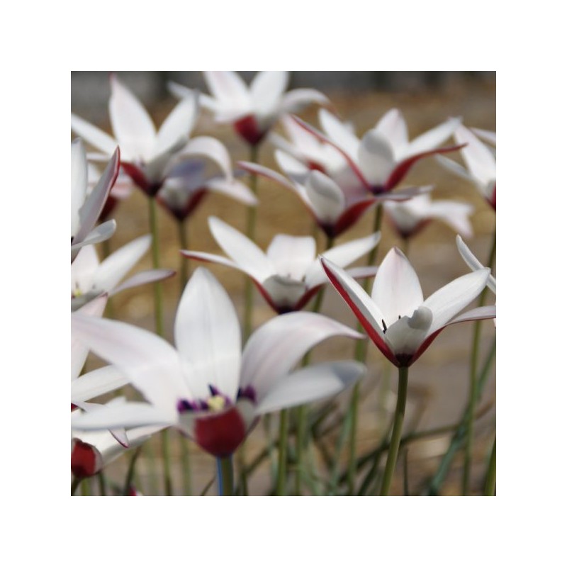 Tulipa clusiana