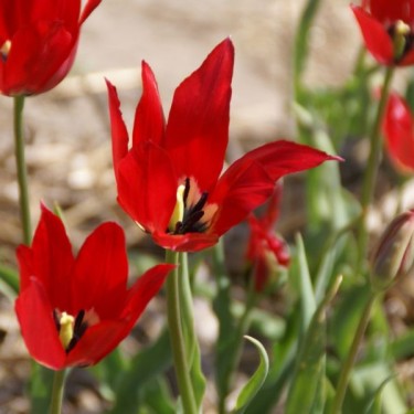 Tulipa didieri Tulipa didieri