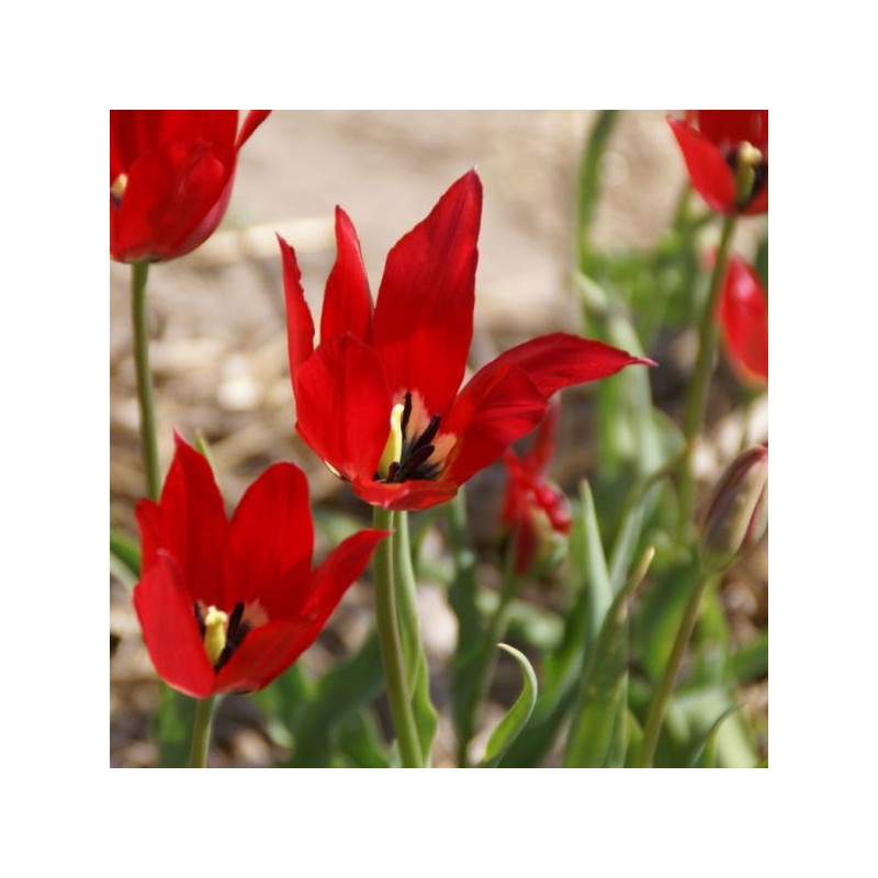 Tulipa didieri Tulipa didieri
