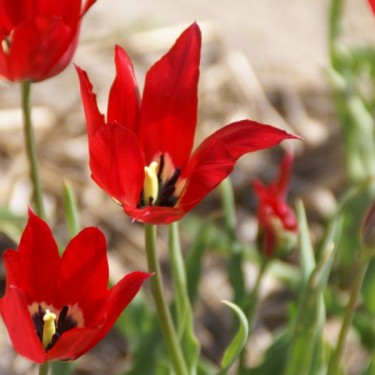 Tulipa didieri Tulipa didieri