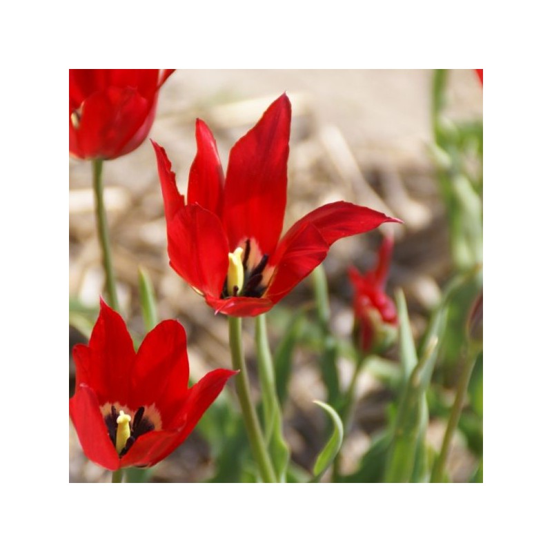 Tulipa didieri Tulipa didieri