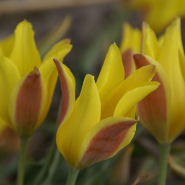 Tulipa iliensis Tulipa iliensis
