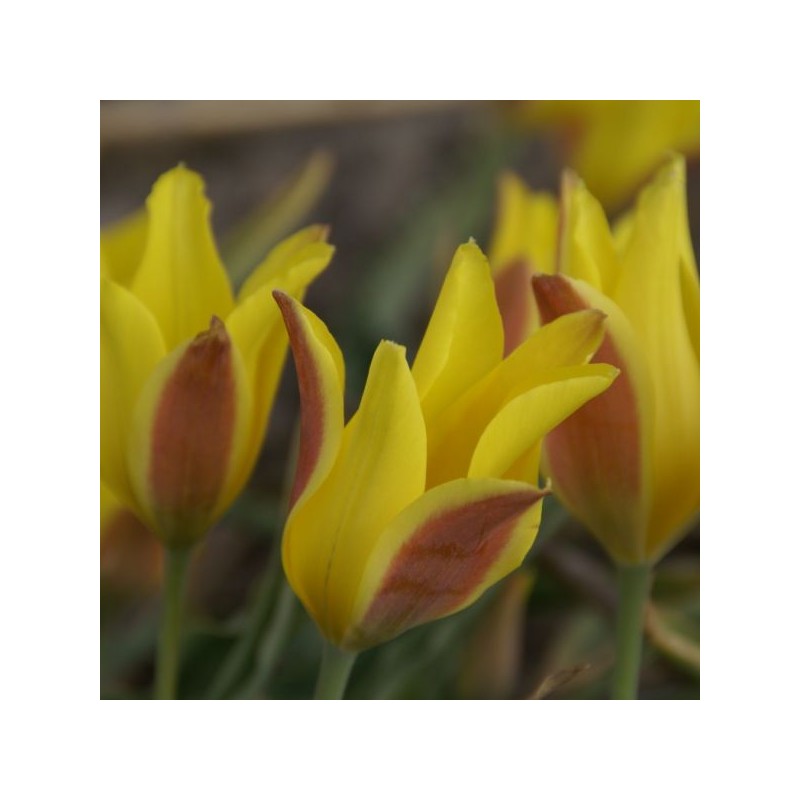 Tulipa iliensis Tulipa iliensis