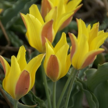 Tulipa iliensis Tulipa iliensis