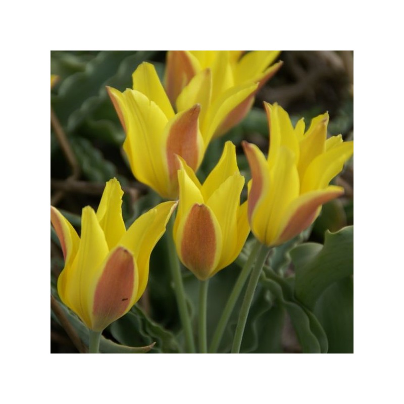 Tulipa iliensis Tulipa iliensis