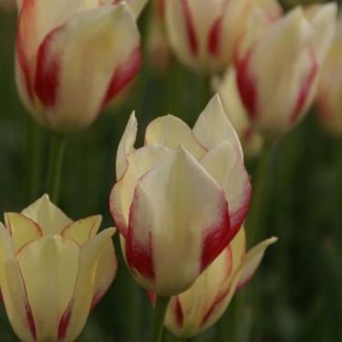Tulipa marjolettii
