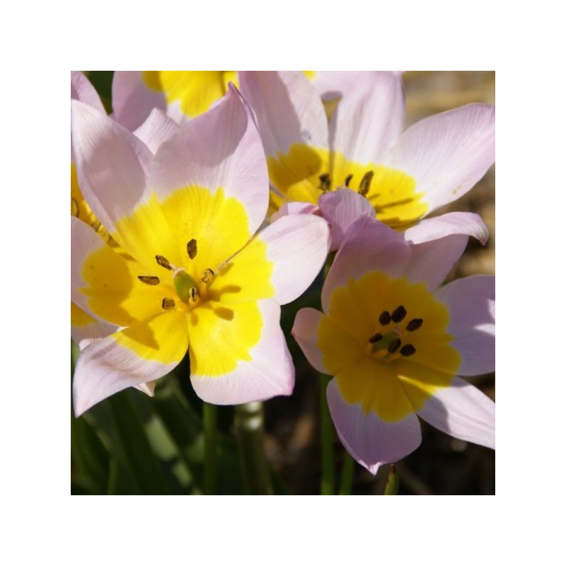 Tulipa saxatilis