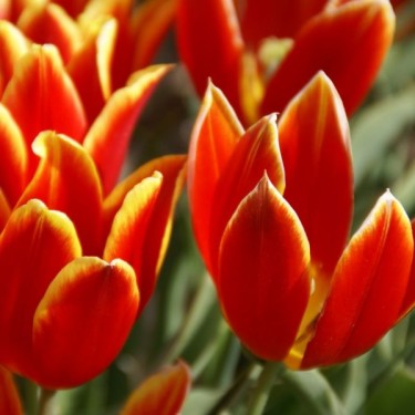 Tulipa schrenkii