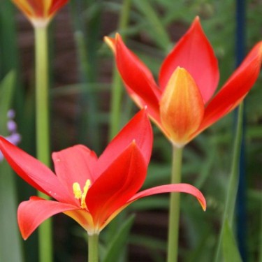 Tulipa sprengeri Tulipa sprengeri