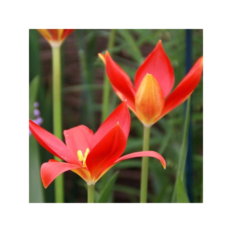 Tulipa sprengeri Tulipa sprengeri