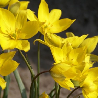 Tulipa sylvestris Tulipa sylvestris