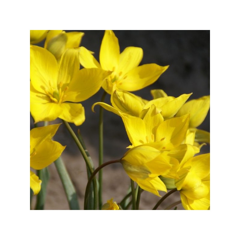 Tulipa sylvestris Tulipa sylvestris